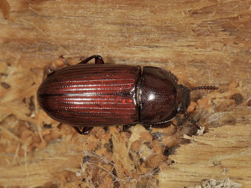 Uloma culinaris (Tenebrionidae)